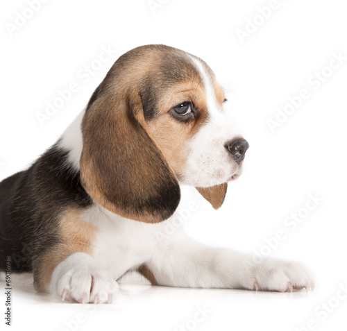 Cute Beagle Puppy