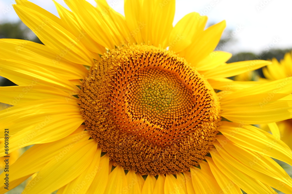 Tournesol en fleur Tournesol en fleur