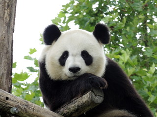 Fotobehang Panda Reuzenpanda ontspant in groen landschap  © aloha2014