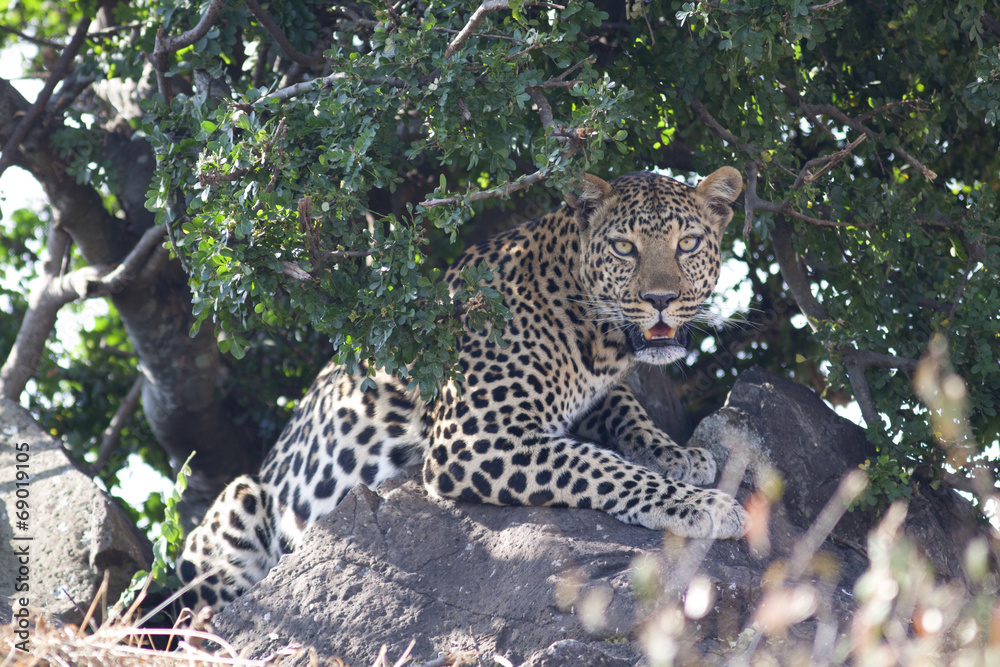 Wild leopard feline in the bush Wild leopard feline in the bush