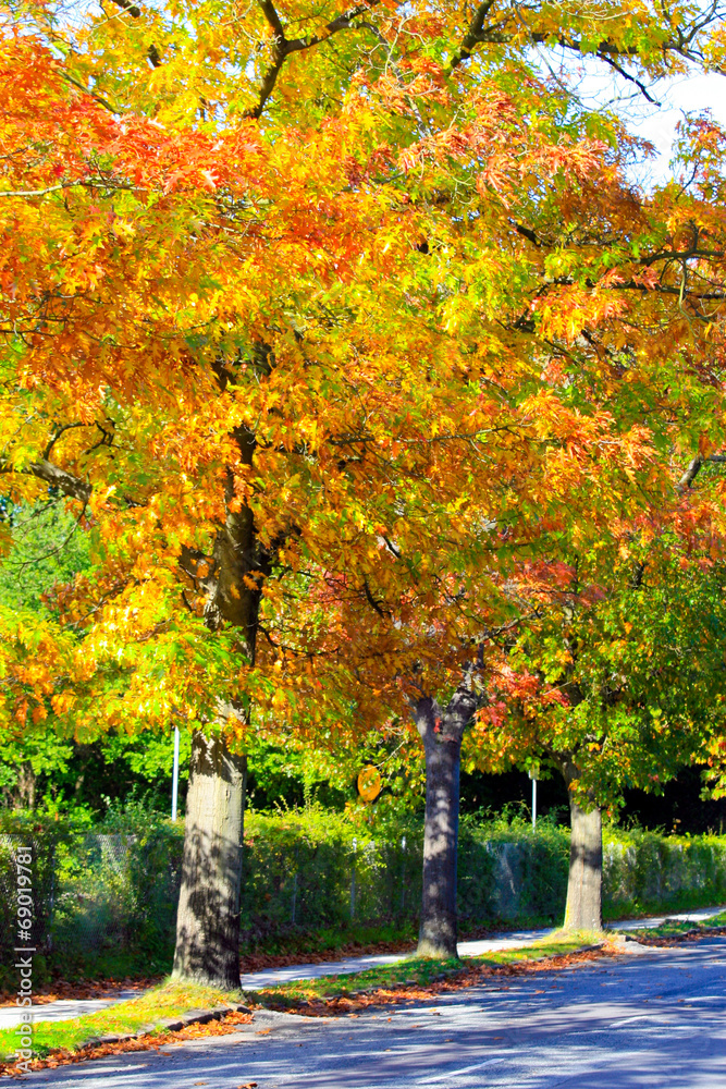 Obraz premium golden autumn