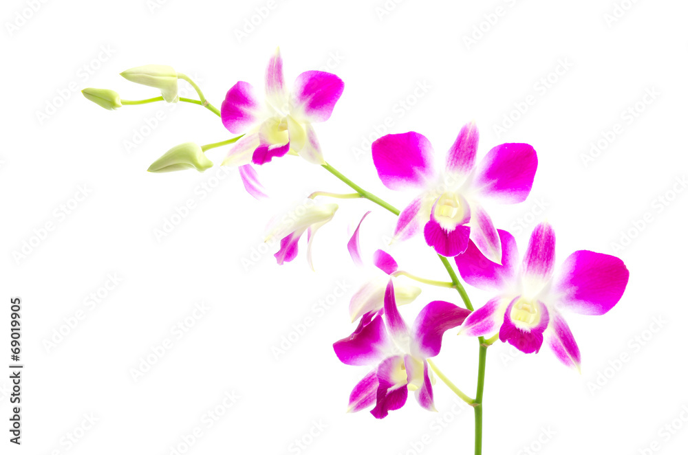 Purple orchid flower isolated white background Purple orchid flower isolated white background