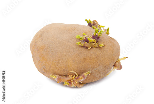 Sprouted potato photo