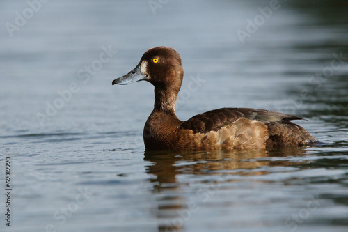 Tufted Duck, Aythya fuligula