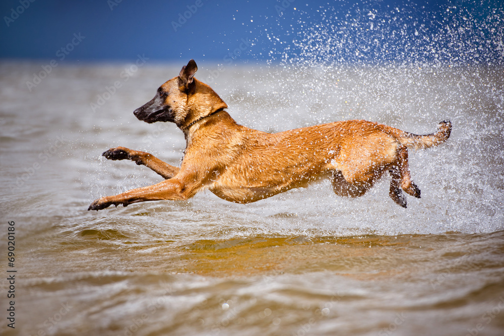 belgian shepherd dog jumps into water belgian shepherd dog jumps into water