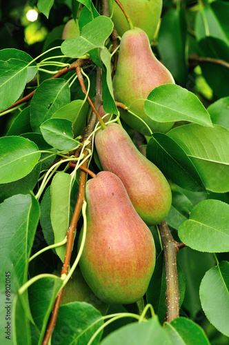 pears on the tree growing