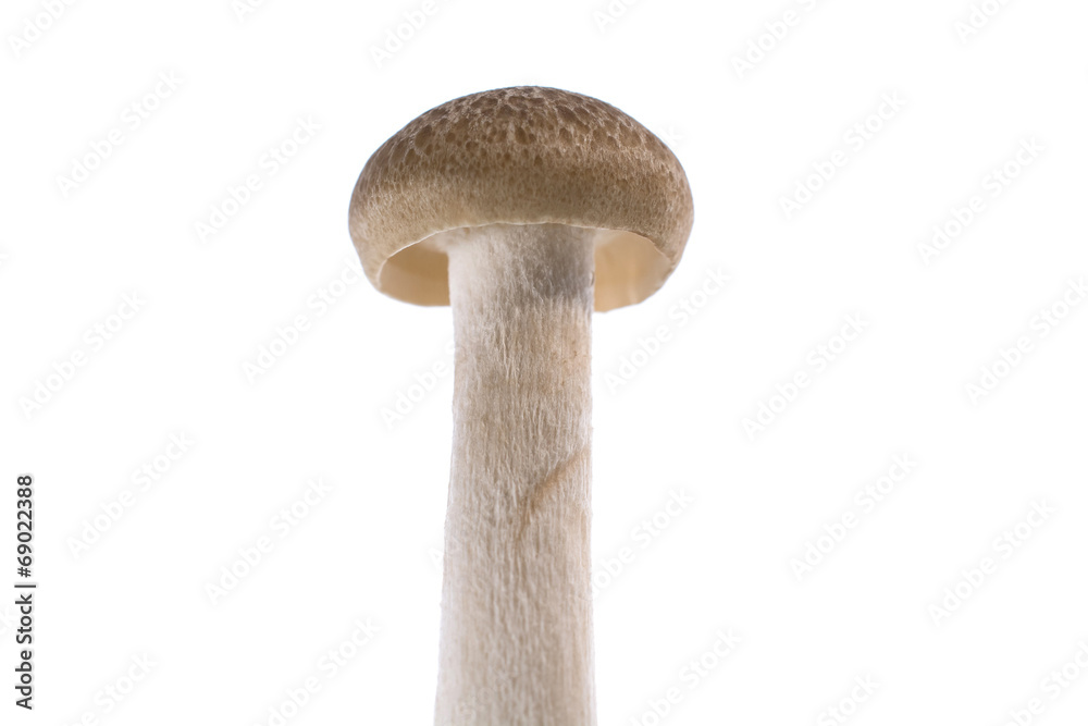 mushroom mushroom