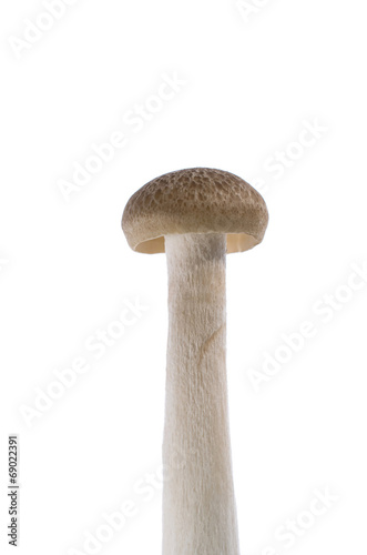 close up mushroom