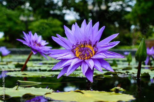 Blue lotus