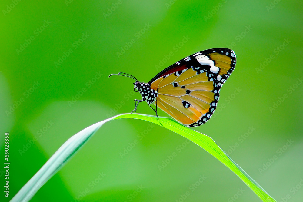 Obraz premium butterfly