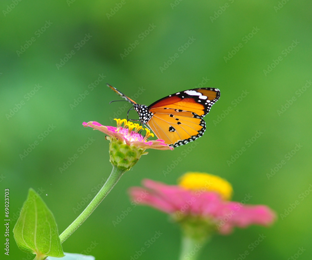 Obraz premium Plain Tige