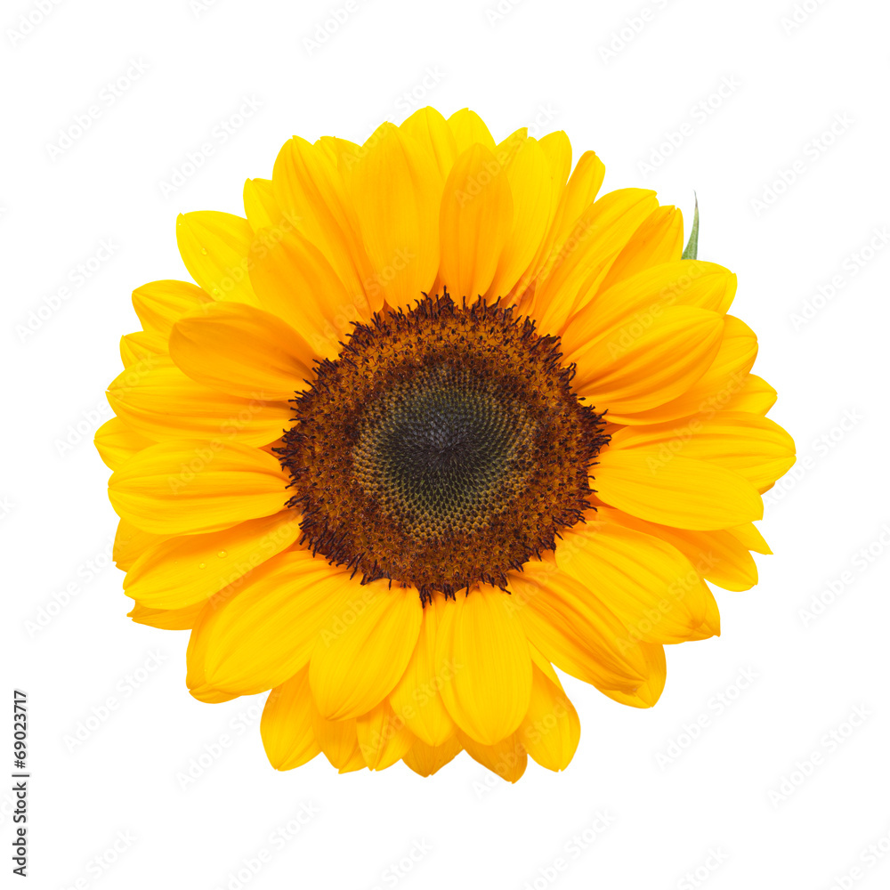 Fototapeta premium sunflower