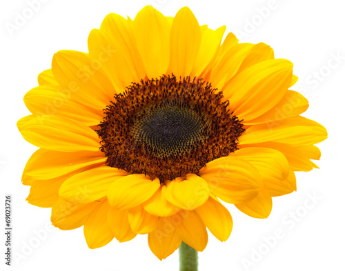 Fototapeta Naklejka Na Ścianę i Meble -  sunflower