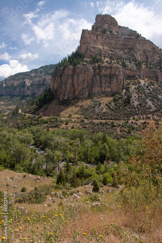 Wild Flowers in the Meadows in Bighorn National Forest photo