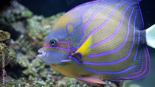 Annularis Angelfish (Pomacanthus annularis)