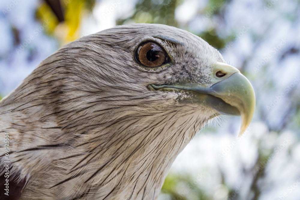 Fototapeta premium EAGLE