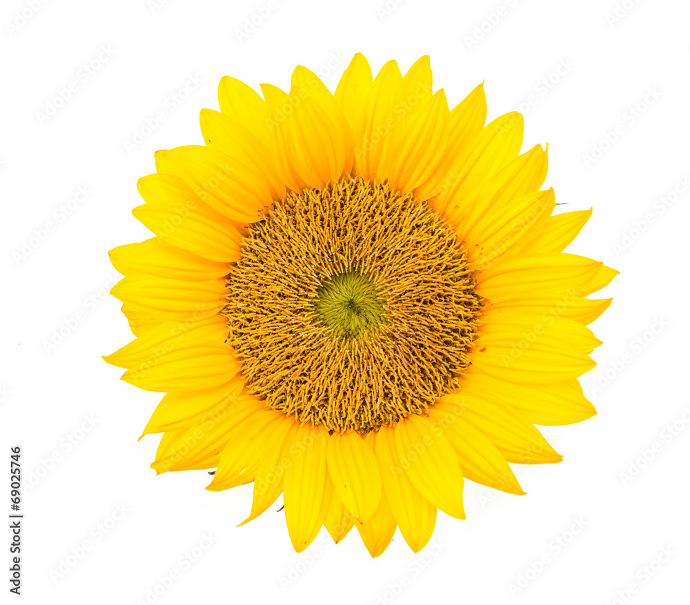 Obraz premium Sunflowers