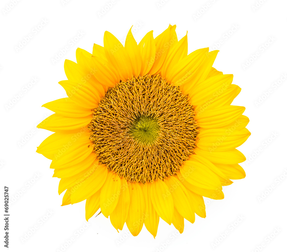 Fototapeta premium Sunflowers