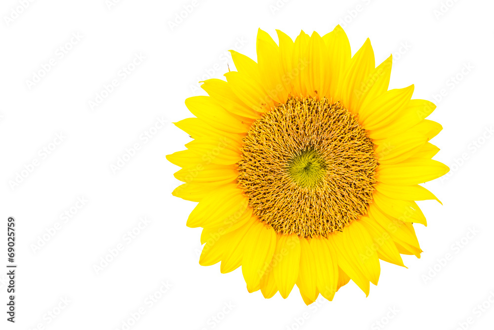 Fototapeta premium Sunflowers