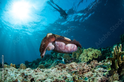 Broadclub cuttlefish, sponge Sarcophyton in Gorontalo underwater