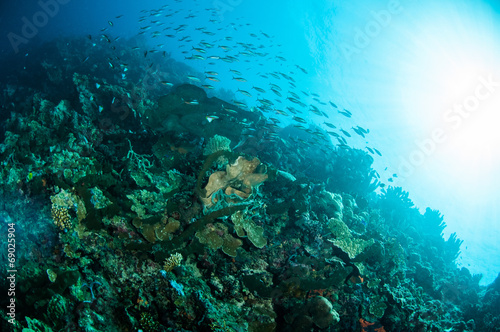 Fototapeta Naklejka Na Ścianę i Meble -  Various hard coral reefs in Gorontalo, Indonesia underwater