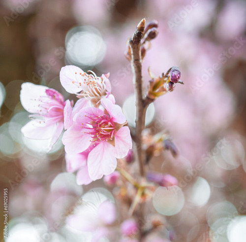 Wild Himalayan Cherry, Thailand Sakura pink flower photo