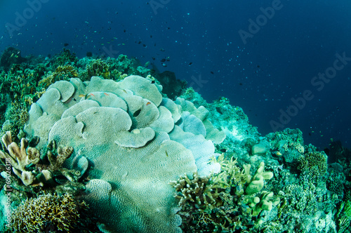 rice coral Montipora capitata in Gorontalo underwater photo
