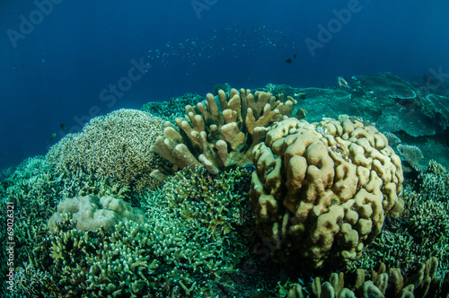 Dendrogyra cyllindrus, various coral in Gorontalo underwater