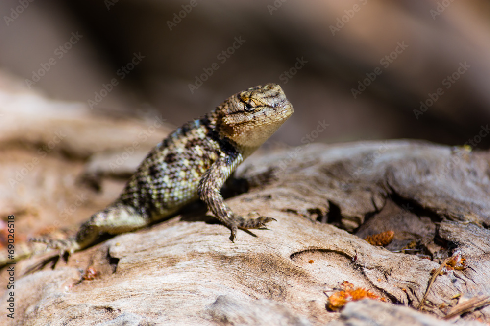 Obraz premium Lizard