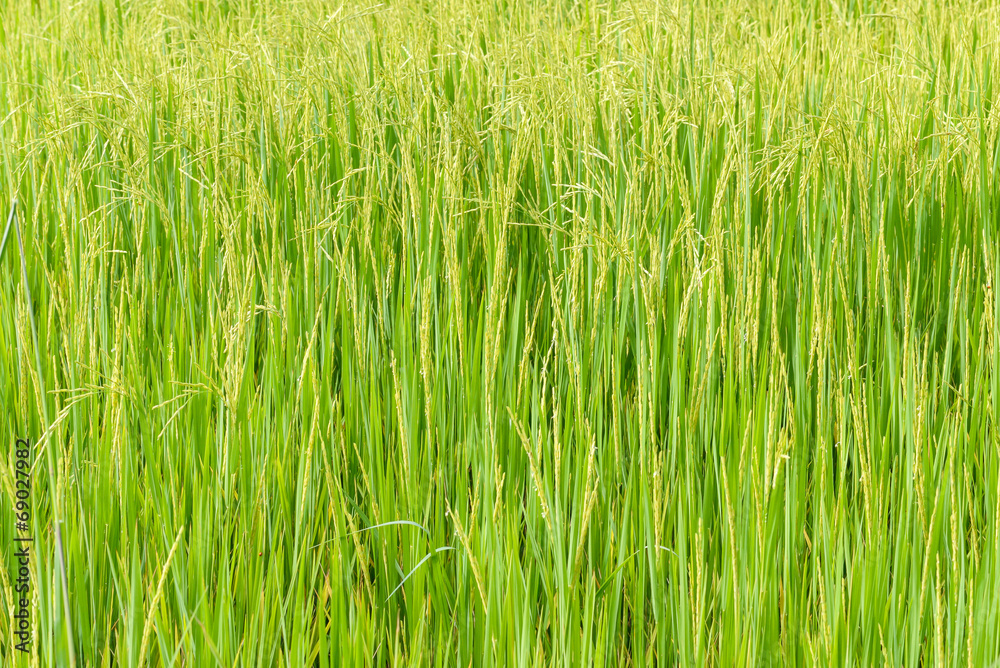 grains of rice in the fields grains of rice in the fields