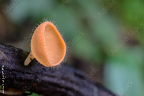 orange Coat mushrooms close up