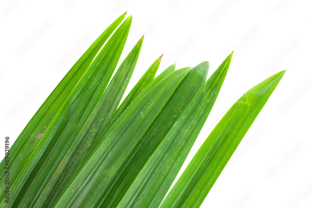 Fototapeta premium Pandan leaves on white background