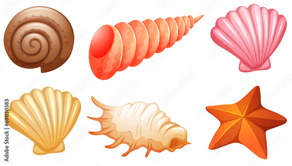 Set of seashells Set of seashells