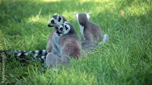 Madagascar lemur - Group Of Ring-Tailed Lemurs (Lemur Catta)