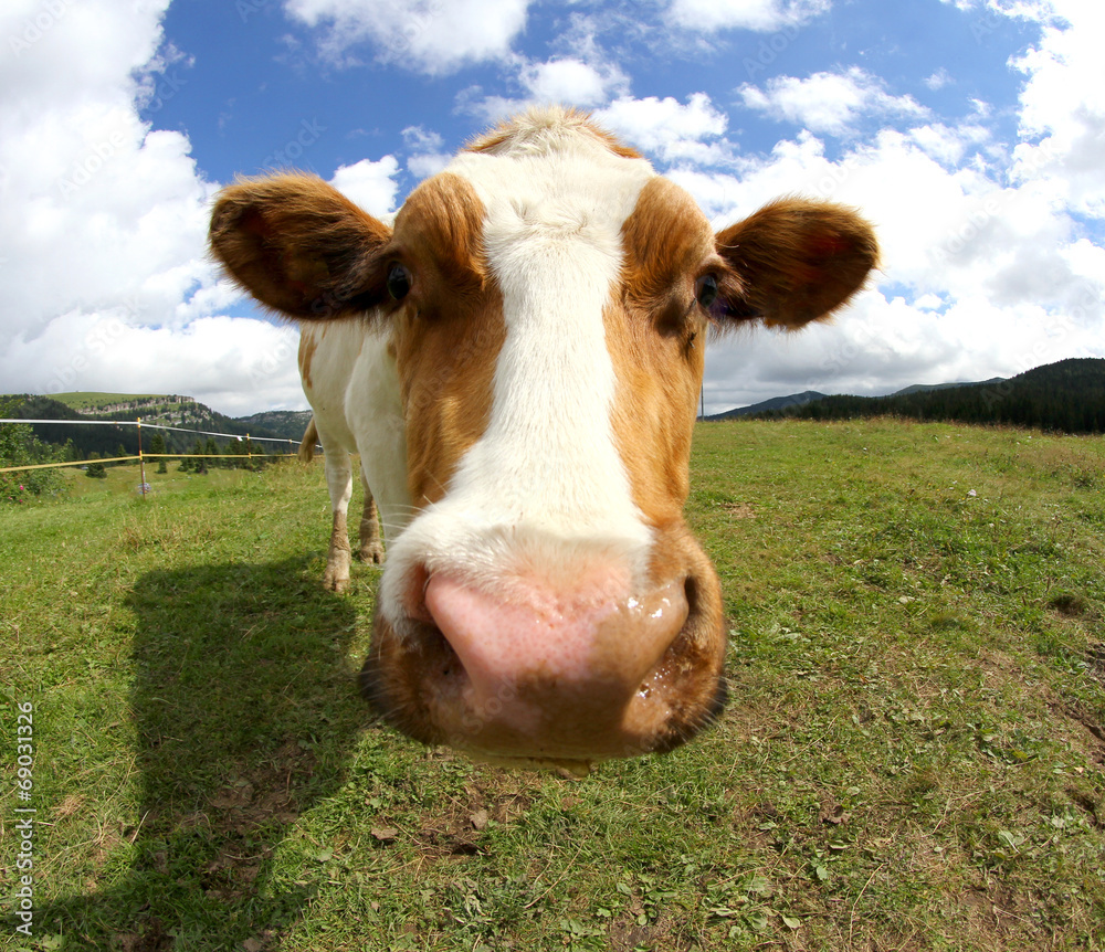 cute cow photographed with fisheye lens