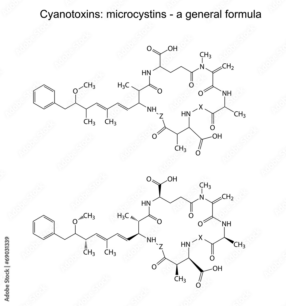 Fototapeta premium Microcystins - general chemical structural formula