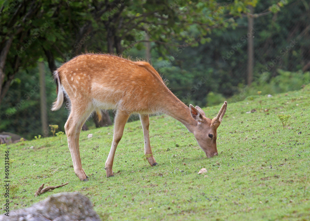 Fawn while grazing the grass mountain meadow Fawn while grazing the grass mountain meadow