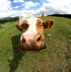 funny cow muzzle photographed with fisheye lens