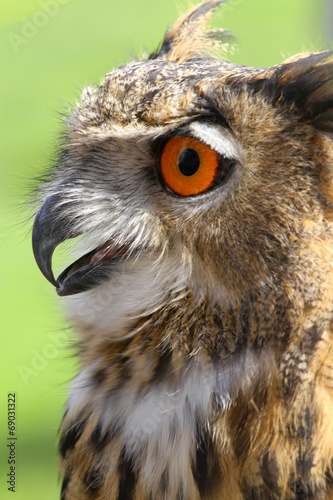 OWL with fluffy feathers and huge orange eyes and beak open