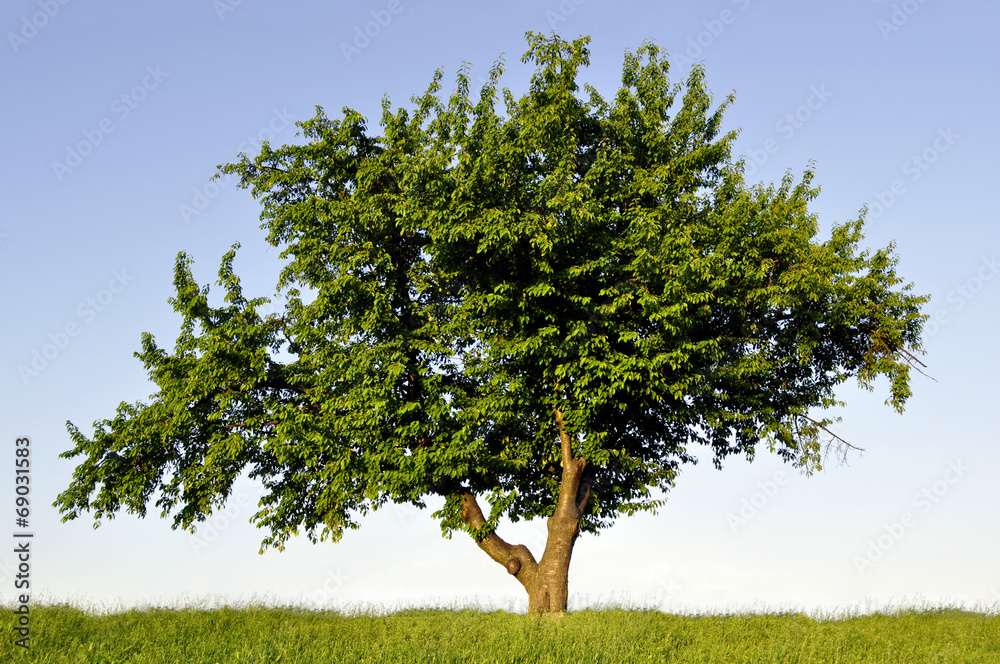 Big lonely tree Big lonely tree