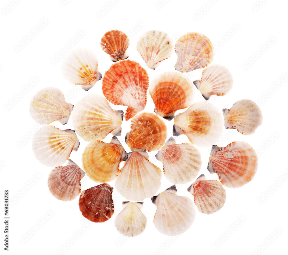 shell clams  from the Black Sea on a white background .