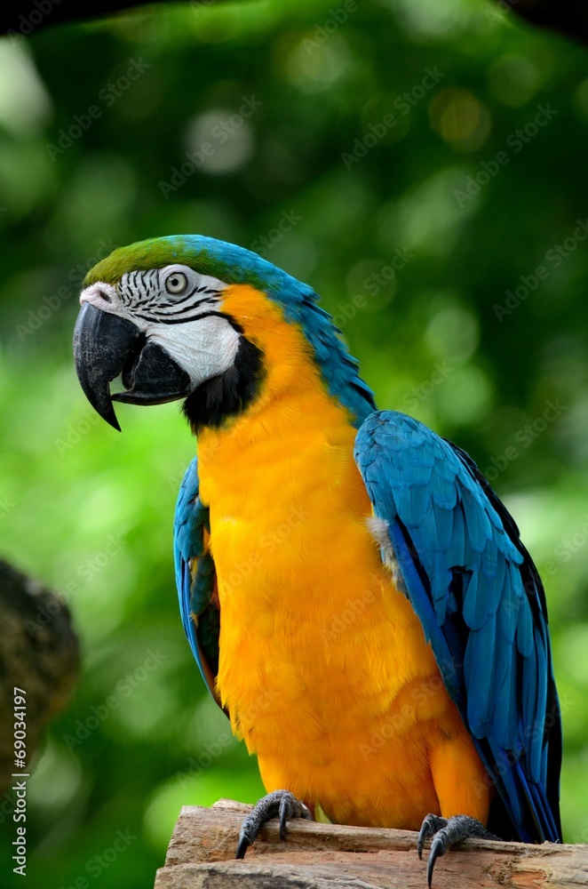 Blue and yellow gold macaw parrot