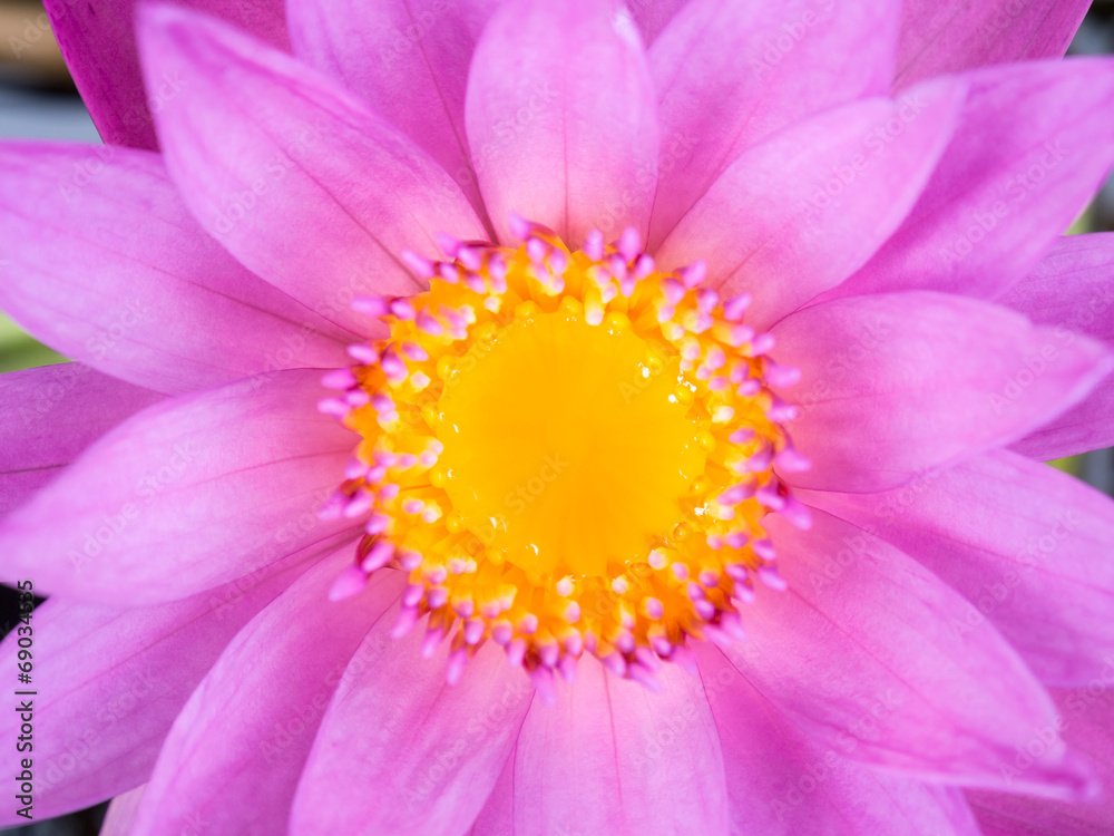 close up purple lotus close up purple lotus