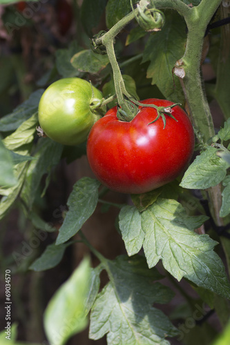 Organic Red Tomatoes in the Home Garden. Selective Focus.