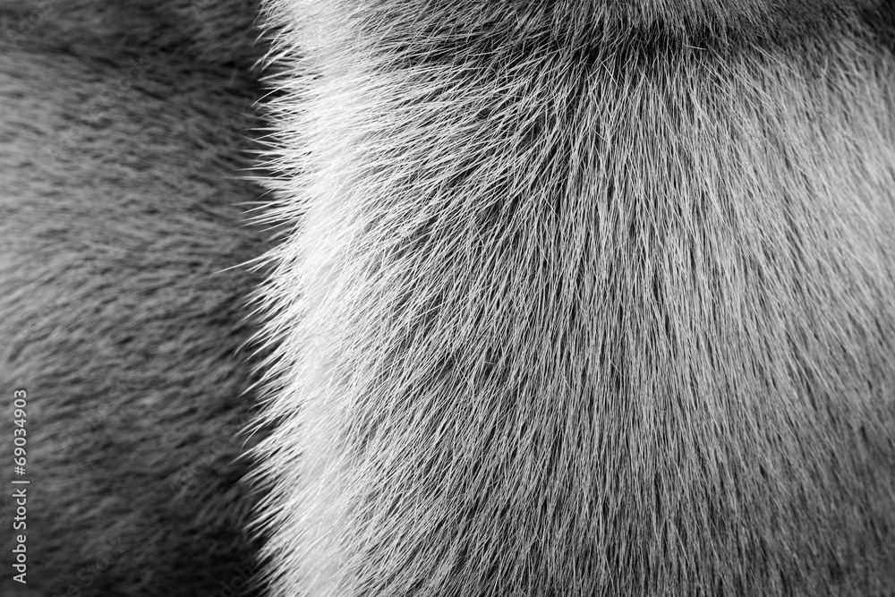 Obraz premium black-white texture of fur animals with a strip