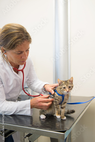 Veterinarian examining little cat