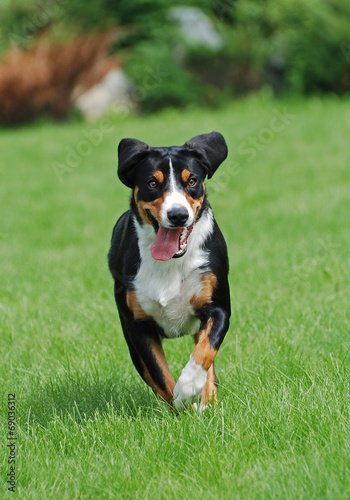 The Appenzeller Sennenhund dog