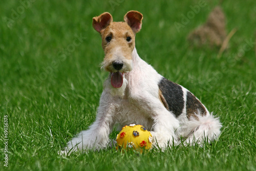 The Wire Fox Terrier dog photo