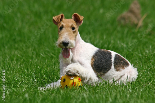 Schilderij op canvas The Wire Fox Terrier dog