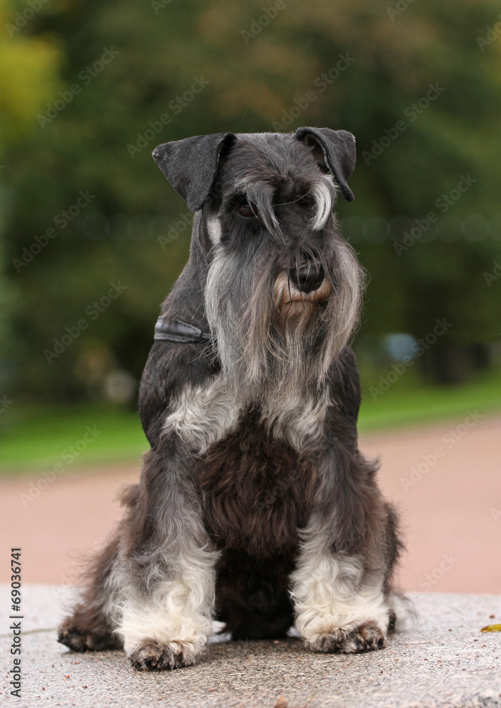 Sitting dog Sitting dog